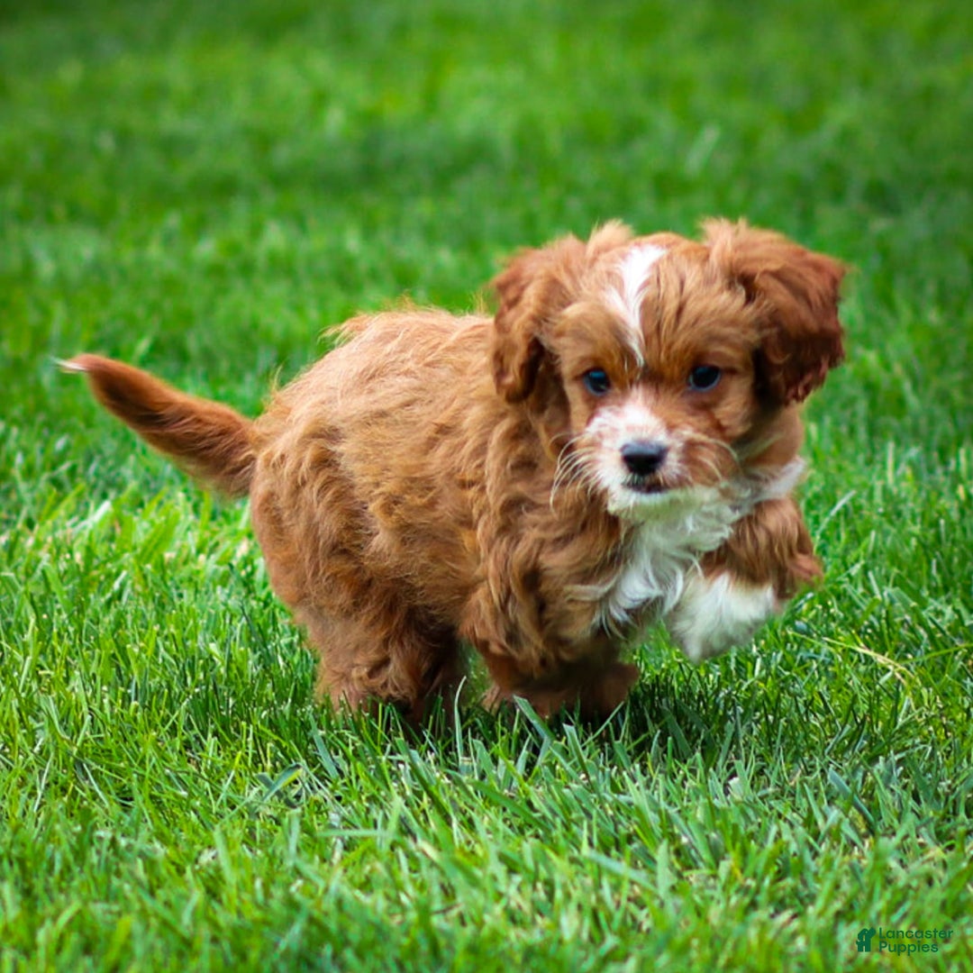 Cavapoo dogs for sale: Poppy - Image 6