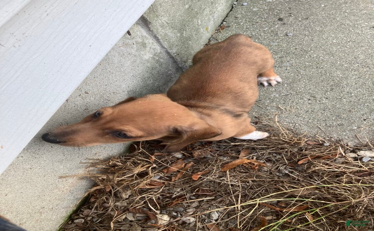 Miniature Dachshund dogs for sale - Ad 4