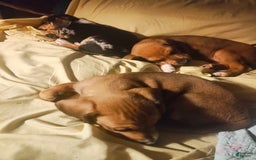 Beagle dogs for sale: Socks - Image 3