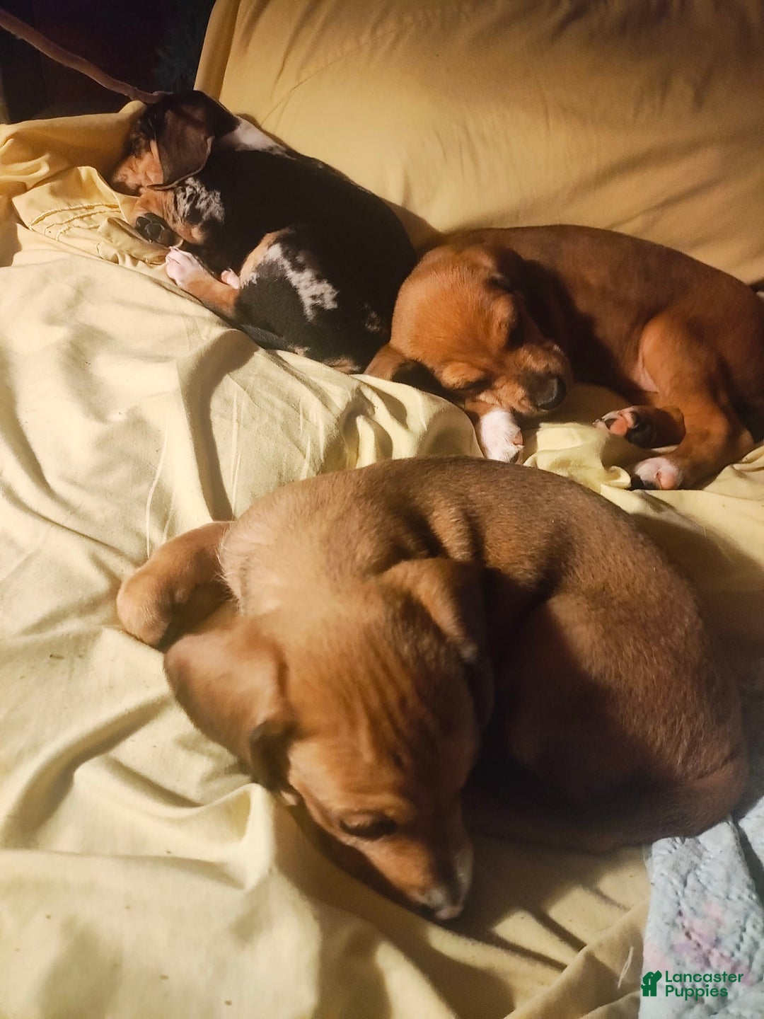 Beagle dogs for sale: Socks - Image 3