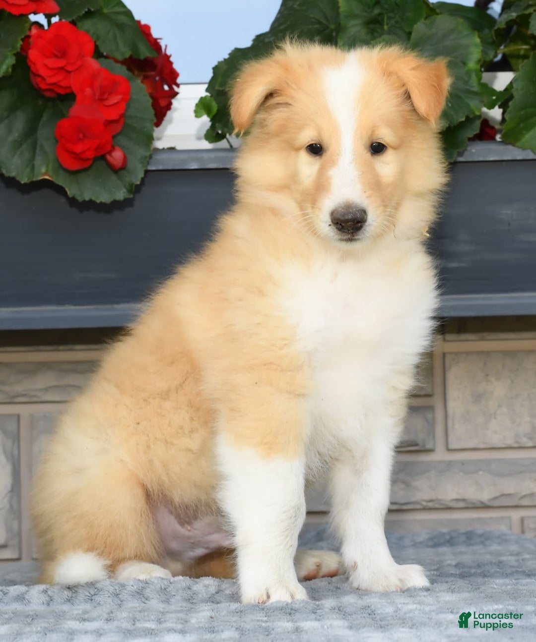 Collie dogs for sale: Pete - Image 1