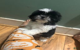 Shih Tzu dogs for sale: Oreo - Image 1
