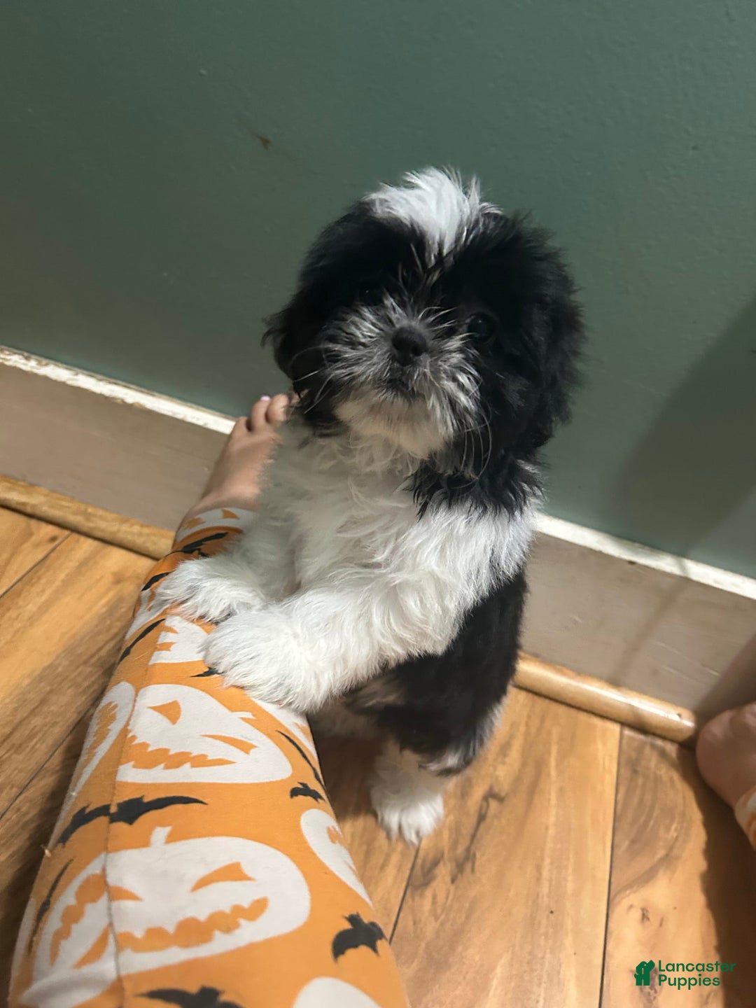 Shih Tzu dogs for sale: Oreo - Image 1