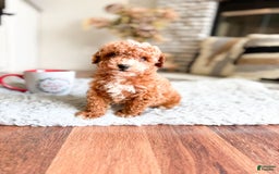 Maltipoo dogs for sale: Maltipoo 3 puppies - Image 3