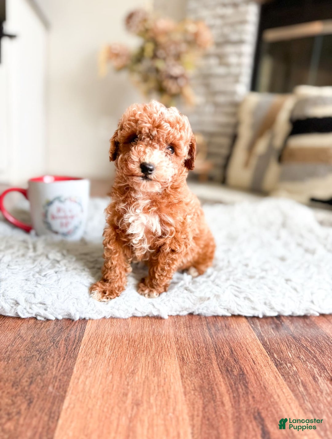 Maltipoo dogs for sale: Maltipoo 3 puppies - Image 3