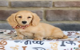 Miniature Dachshund dogs for sale: Tanner - Image 7