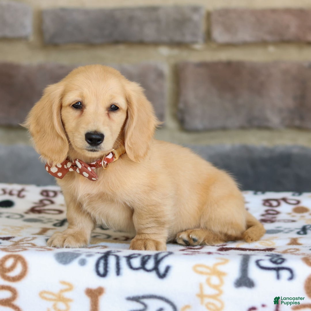 Miniature Dachshund dogs for sale: Tanner - Image 7