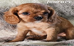 Cavalier King Charles Spaniel dogs for sale: Journey - Image 6