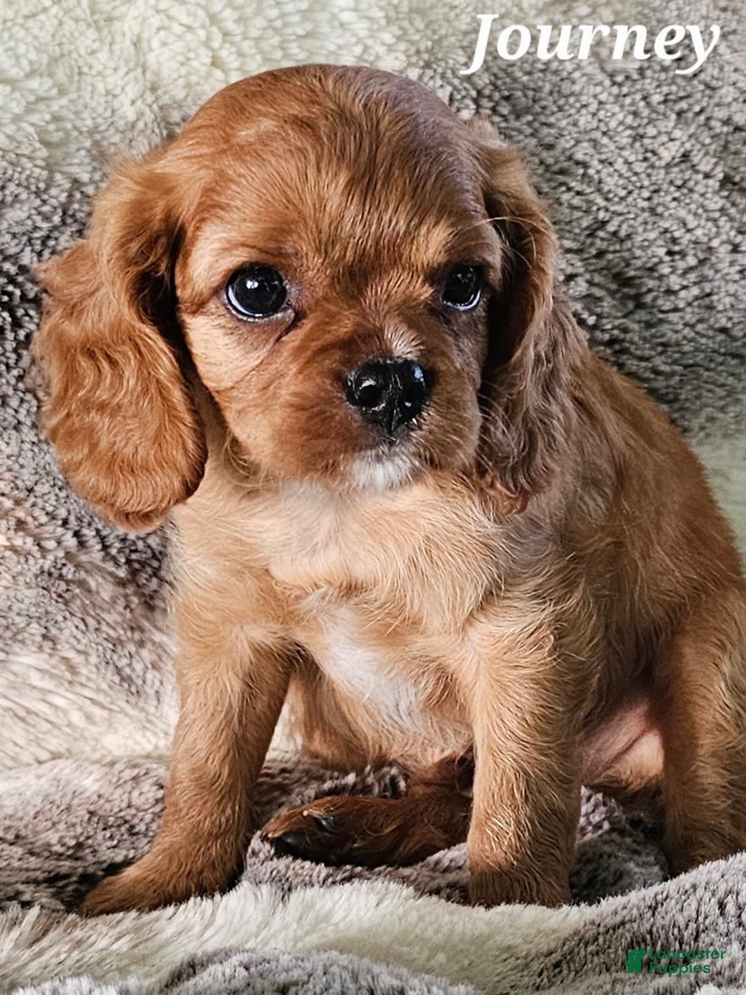 Cavalier King Charles Spaniel dogs for sale: Journey - Image 6