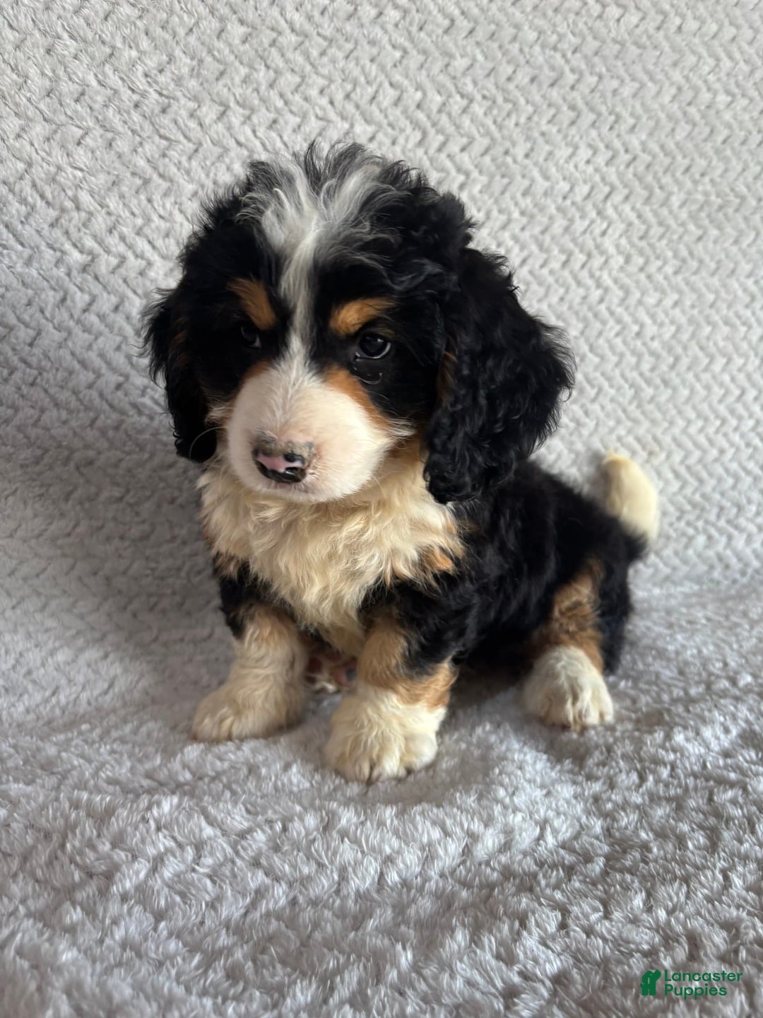 Mini Bernedoodle dogs for sale: Max - Image 2
