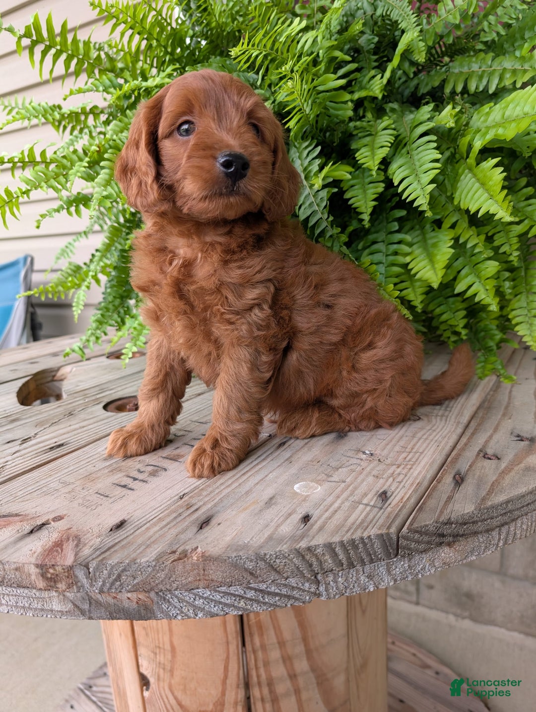 Mini Goldendoodle dogs for sale: Mini-logan - Image 32