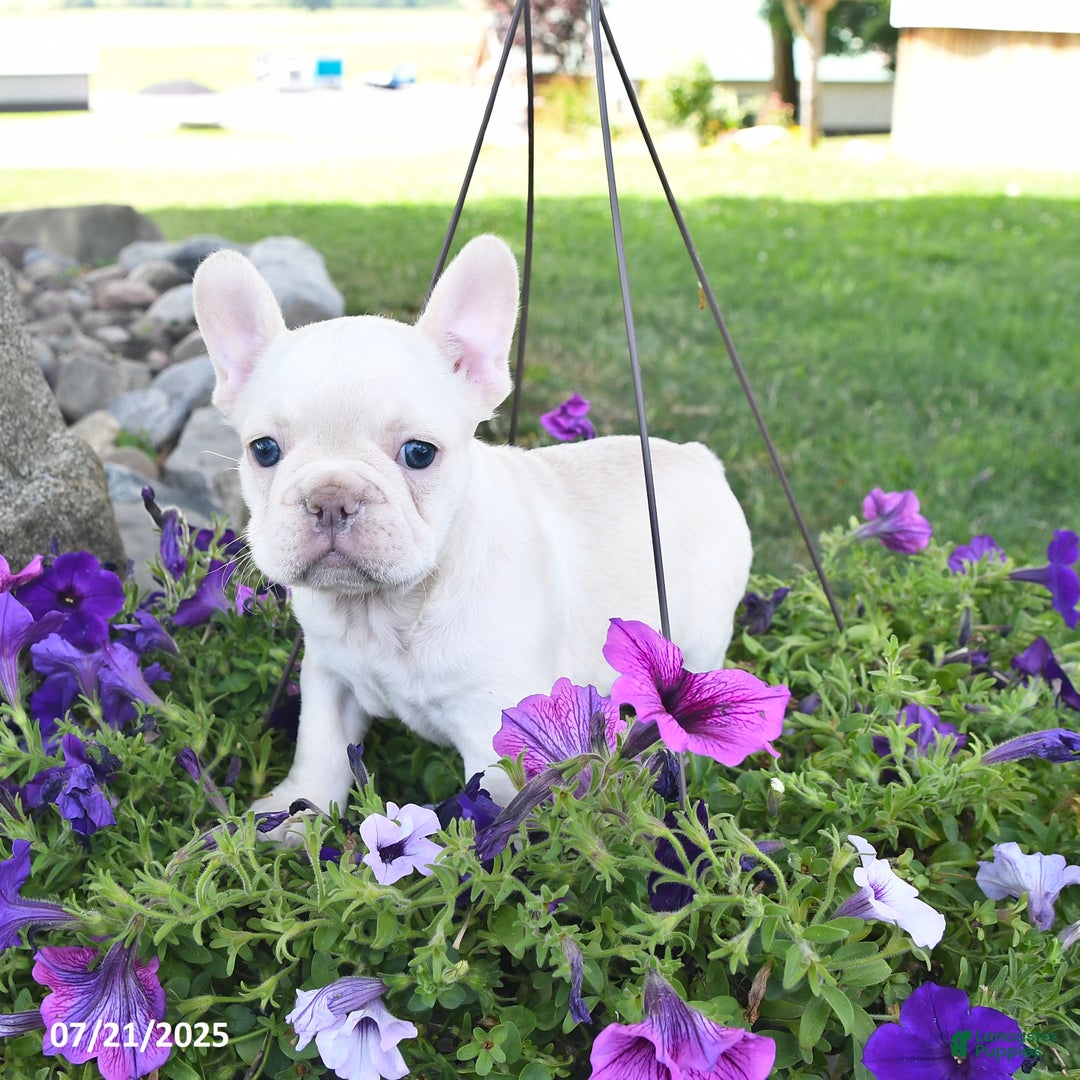 French Bulldog dogs for sale: Frank - Image 2