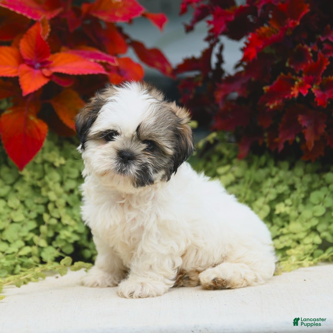 Shih Tzu dogs for sale: Genesis - Image 4