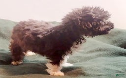 Cavapoo dogs for sale: Tammy - Image 2