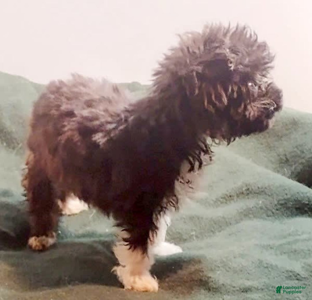 Cavapoo dogs for sale: Tammy - Image 2