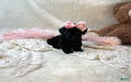 Morkie dogs for sale: Honey - Image 9