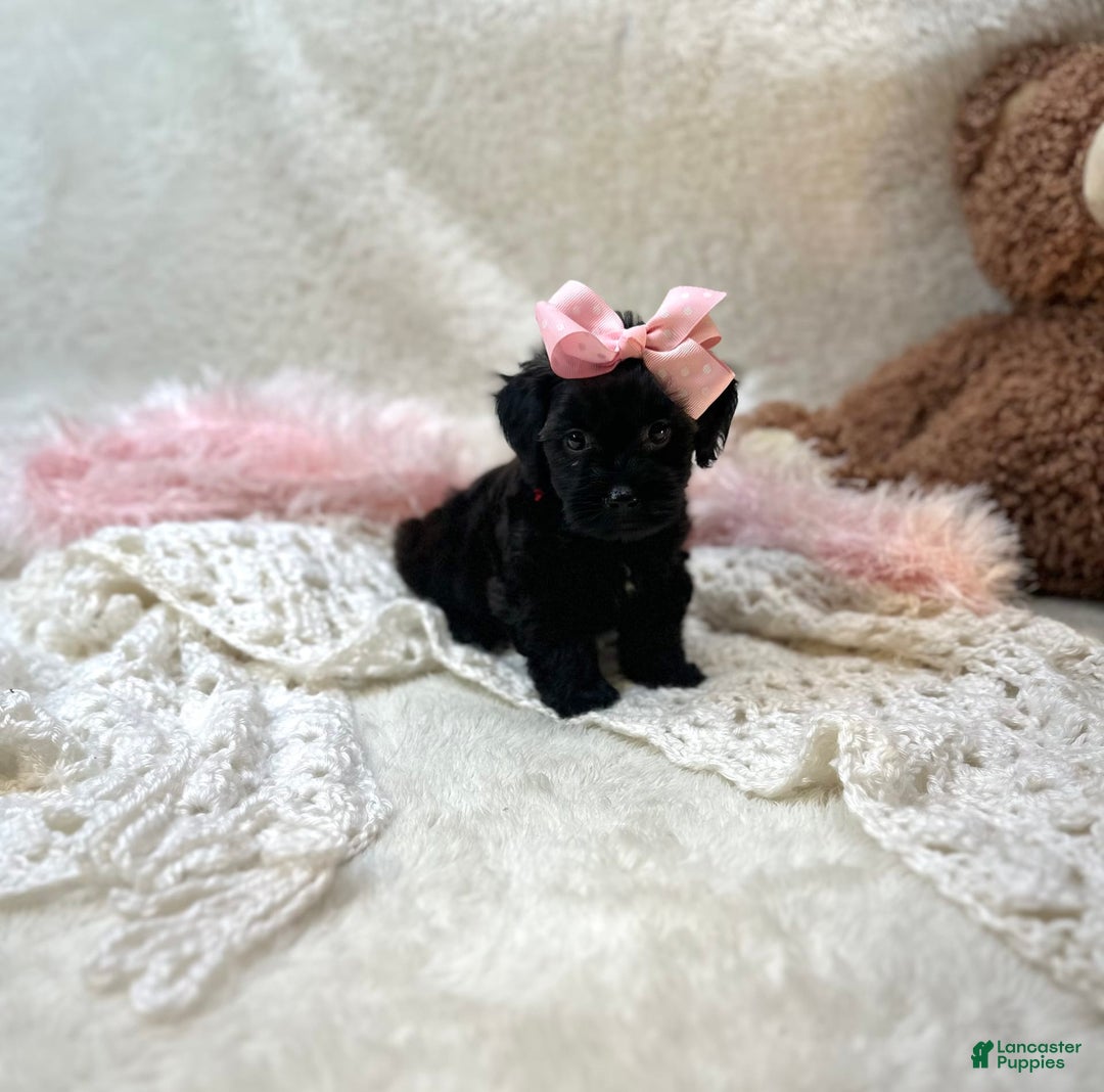 Morkie dogs for sale: Honey - Image 9