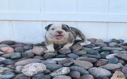 Olde English Bulldogge dogs for sale: Otto - Image 1