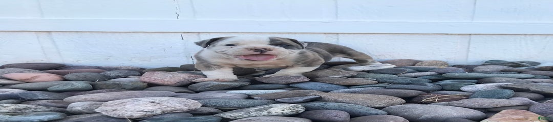 Otto