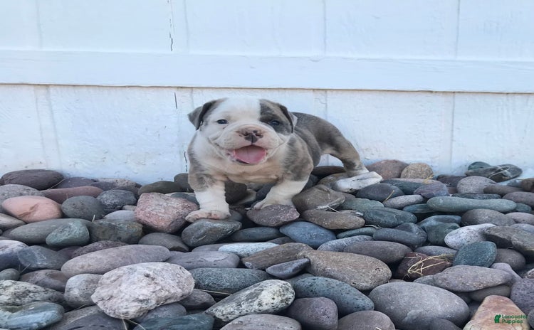 Olde English Bulldogge dogs for sale - Ad 1