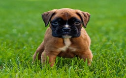 Boxer dogs for sale: Douglas - Image 4