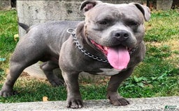 American Bully dogs for sale: Ruby - Image 8