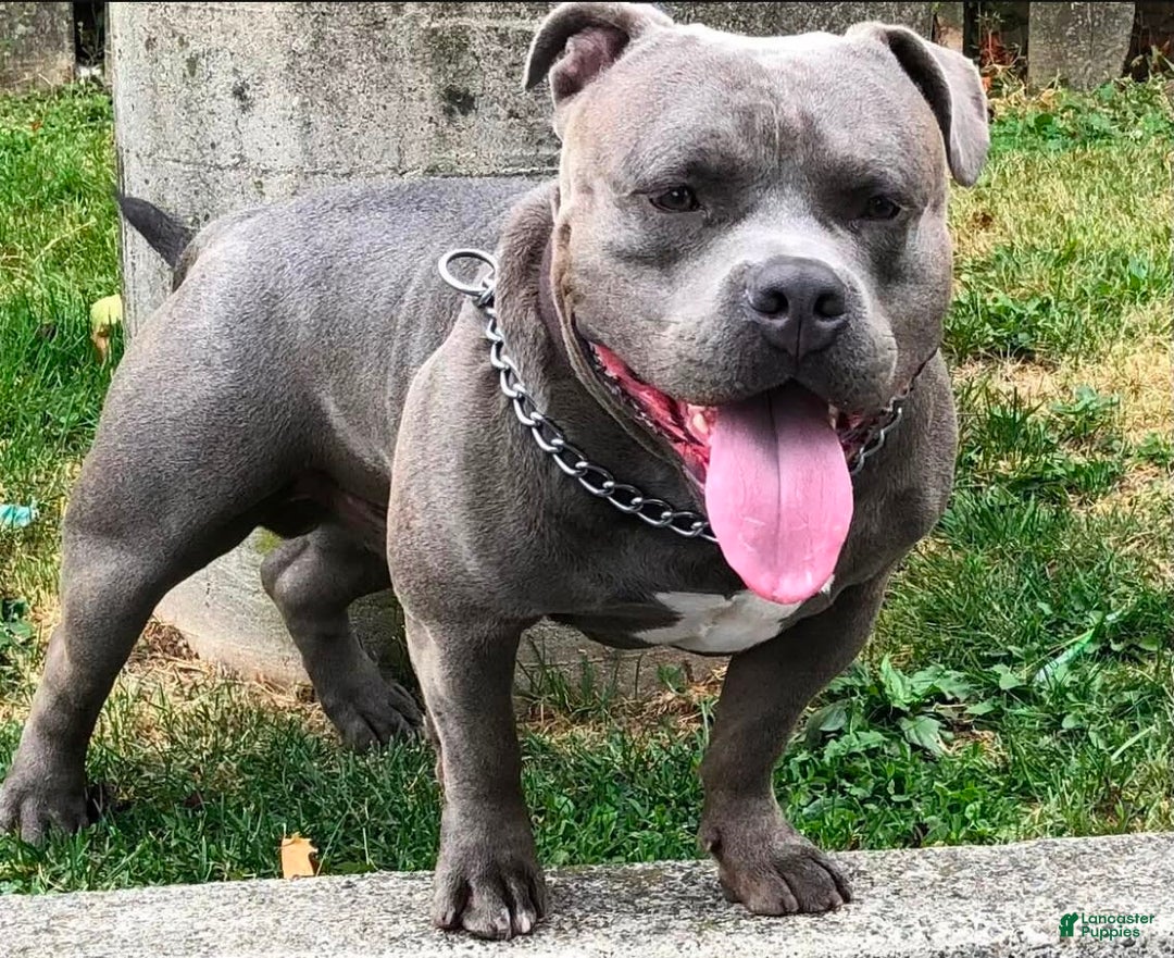 American Bully dogs for sale: Ruby - Image 8