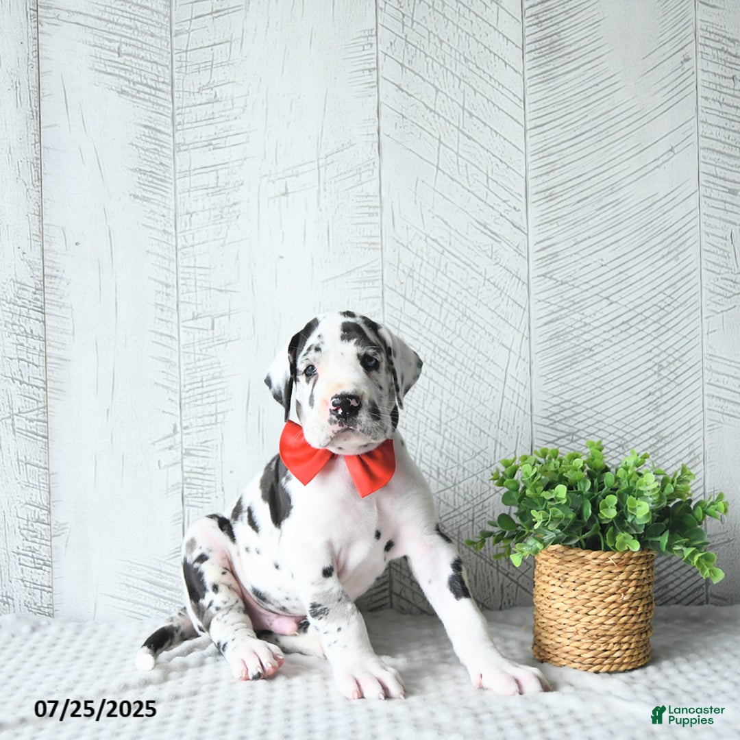 Great Dane dogs for sale: Quinn - Image 3