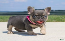 French Bulldog dogs for sale: Pearl - Image 1