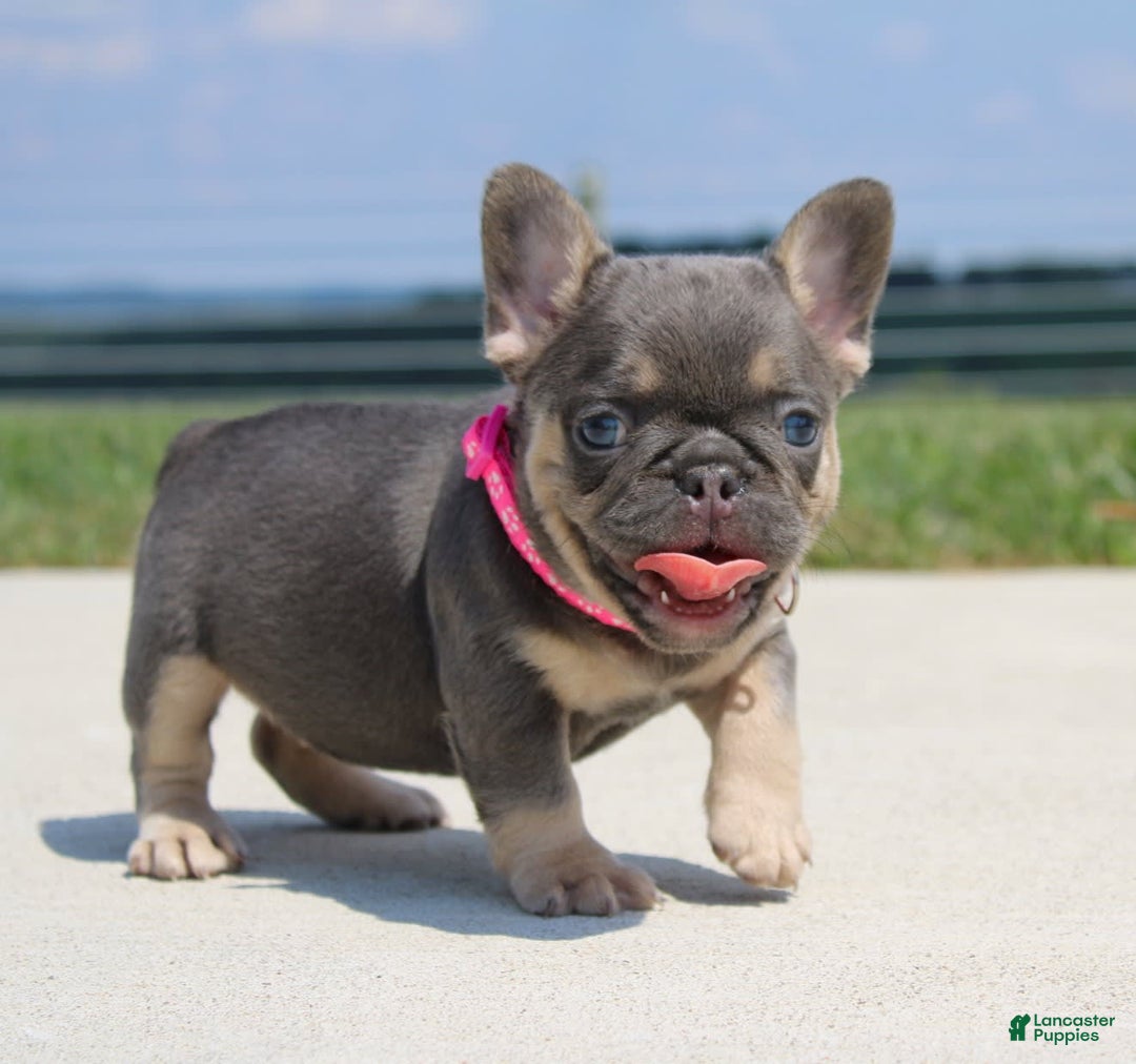 French Bulldog dogs for sale: Pearl - Image 1