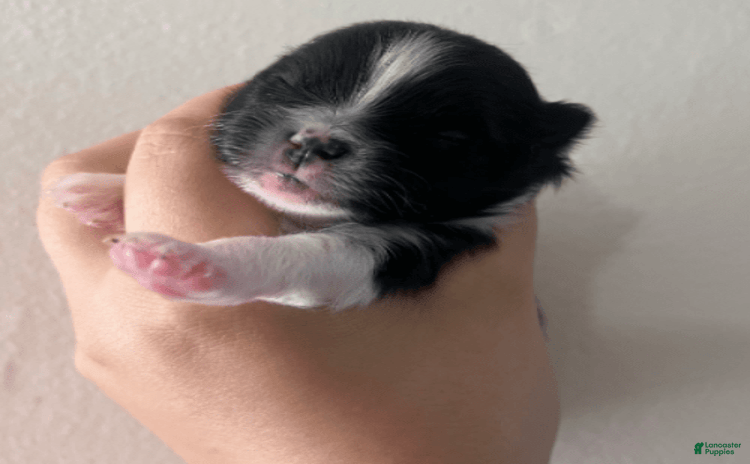 Pomeranian dogs for sale - Ad 2