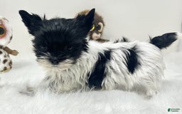 Yorkshire Terrier dogs for sale: Dana - Image 3