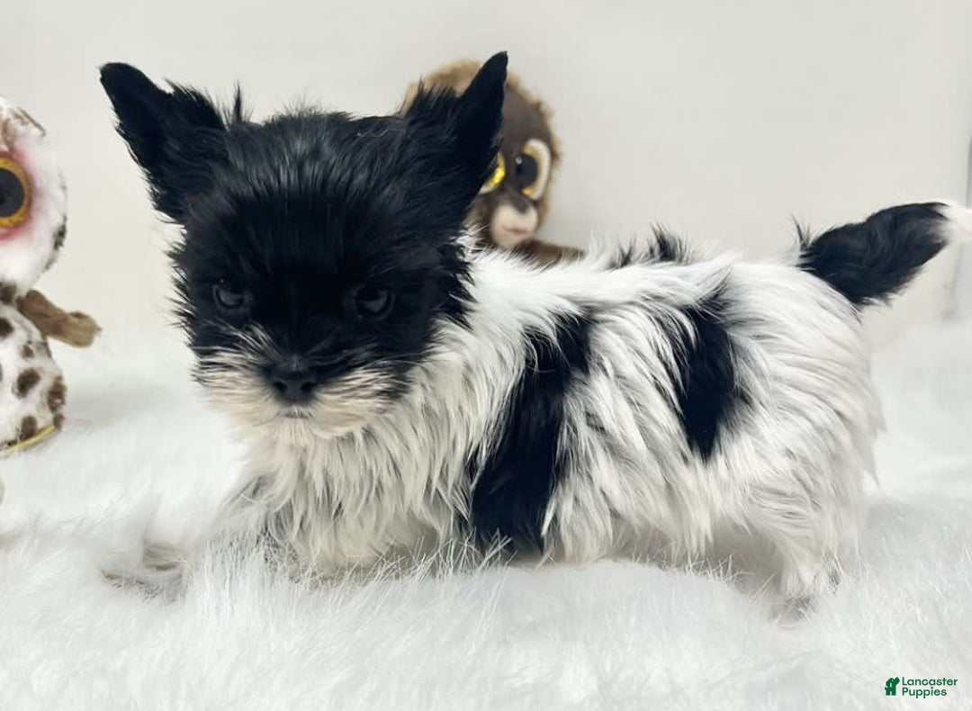 Yorkshire Terrier dogs for sale: Dana - Image 3