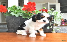Cavalier King Charles Spaniel dogs for sale: Lola - Image 13