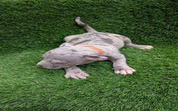 American Bully dogs for sale: Orange Girly - Image 6