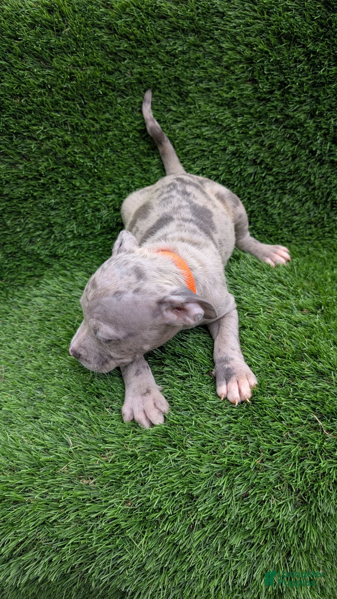 American Bully dogs for sale: Orange Girly - Image 6