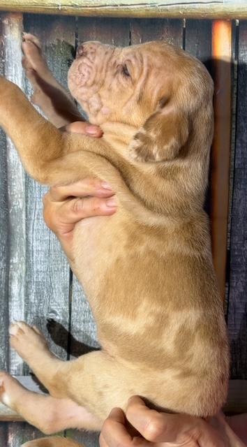Great Dane dogs for sale: Hunter - Fawn Merle - Image 4