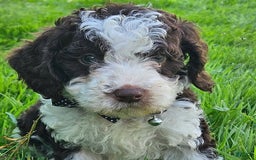 Cockapoo dogs for sale: Leslie - Image 2