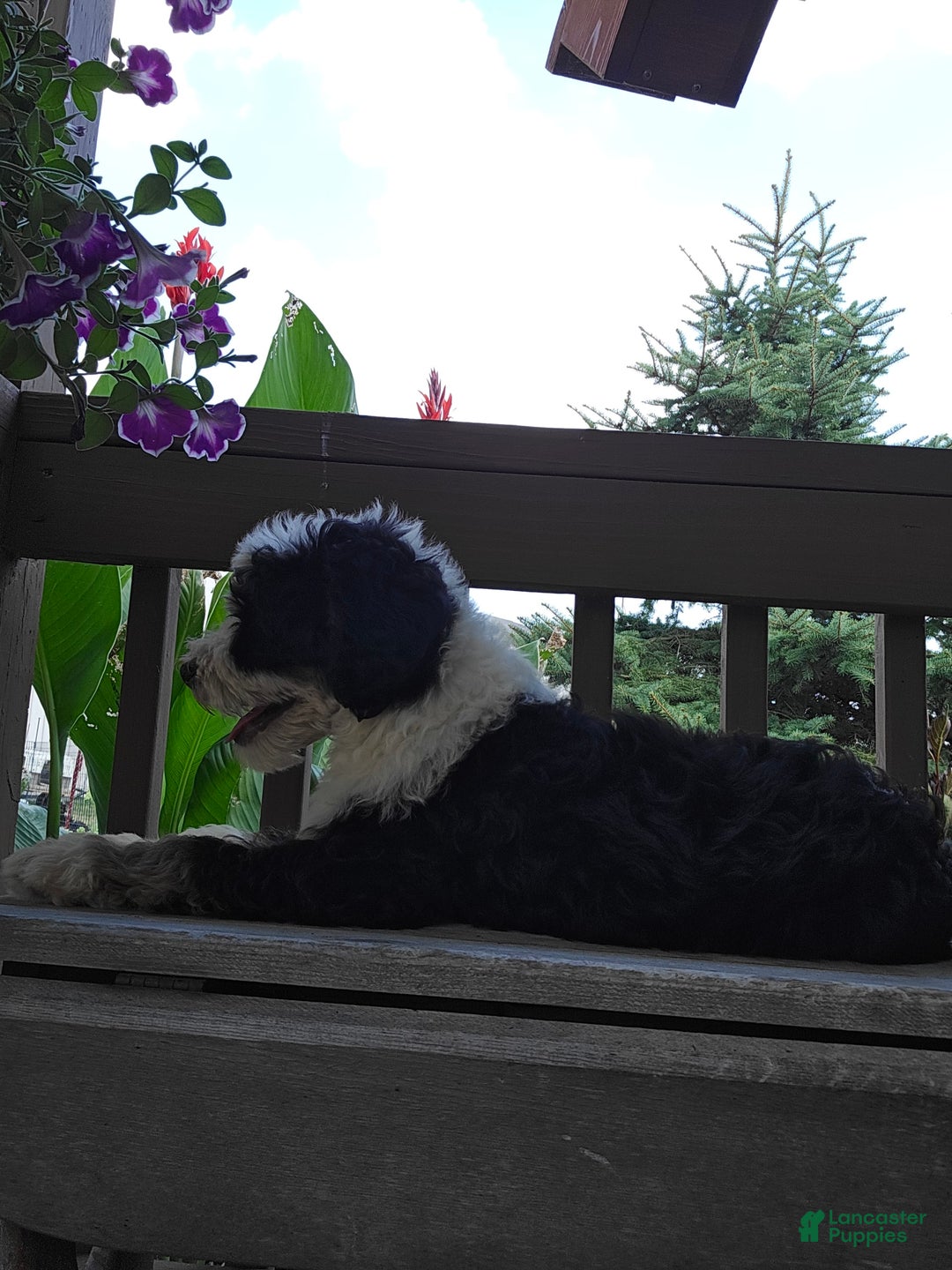 Bernedoodle dogs for sale: Classy - Image 4