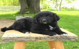 Australian Shepherd dogs for sale: Bella - Image 6