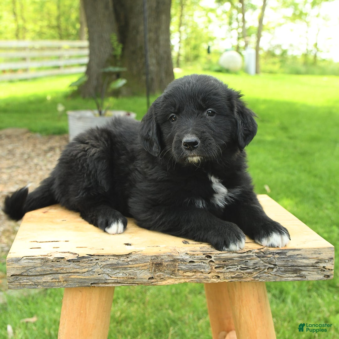 Australian Shepherd dogs for sale: Bella - Image 6