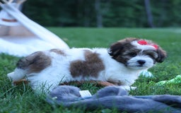 Shihpoo dogs for sale: Hugo - Image 4