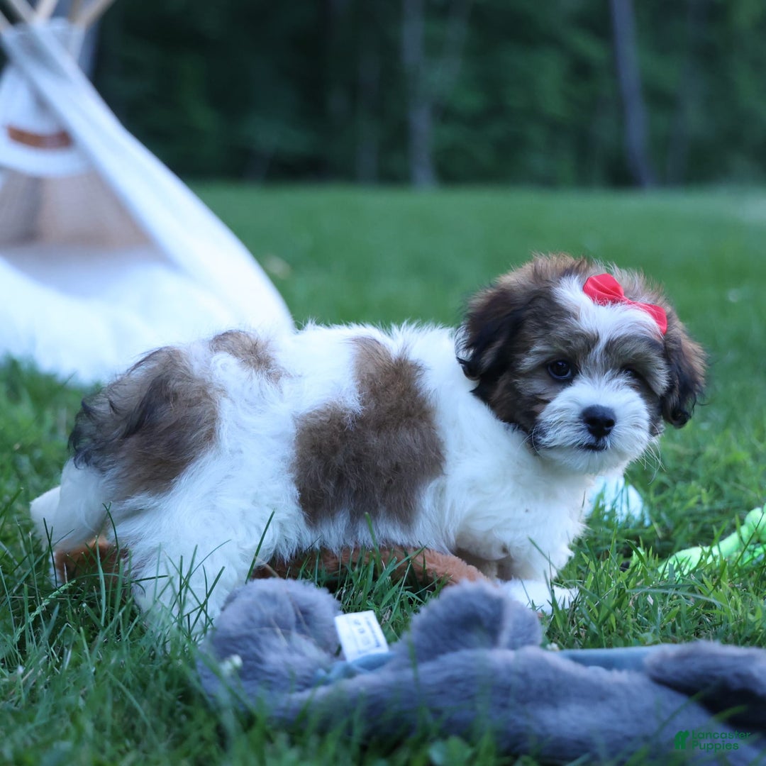 Shihpoo dogs for sale: Hugo - Image 4