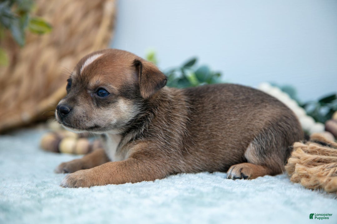 Chihuahua dogs for sale: Nitro - Image 3
