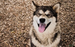 Alaskan Malamute dogs for sale: Puppy 2 - Image 3