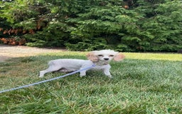 Cavapoo dogs for sale: Silas - Image 5