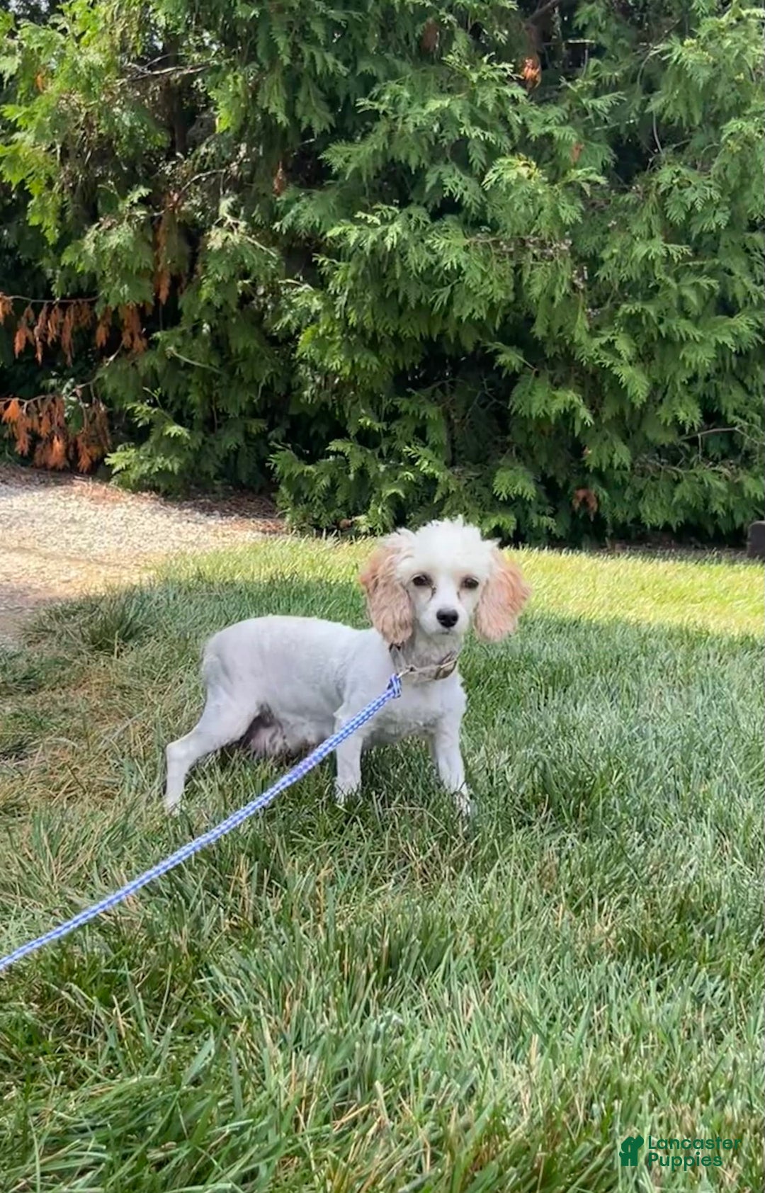 Cavapoo dogs for sale: Silas - Image 5
