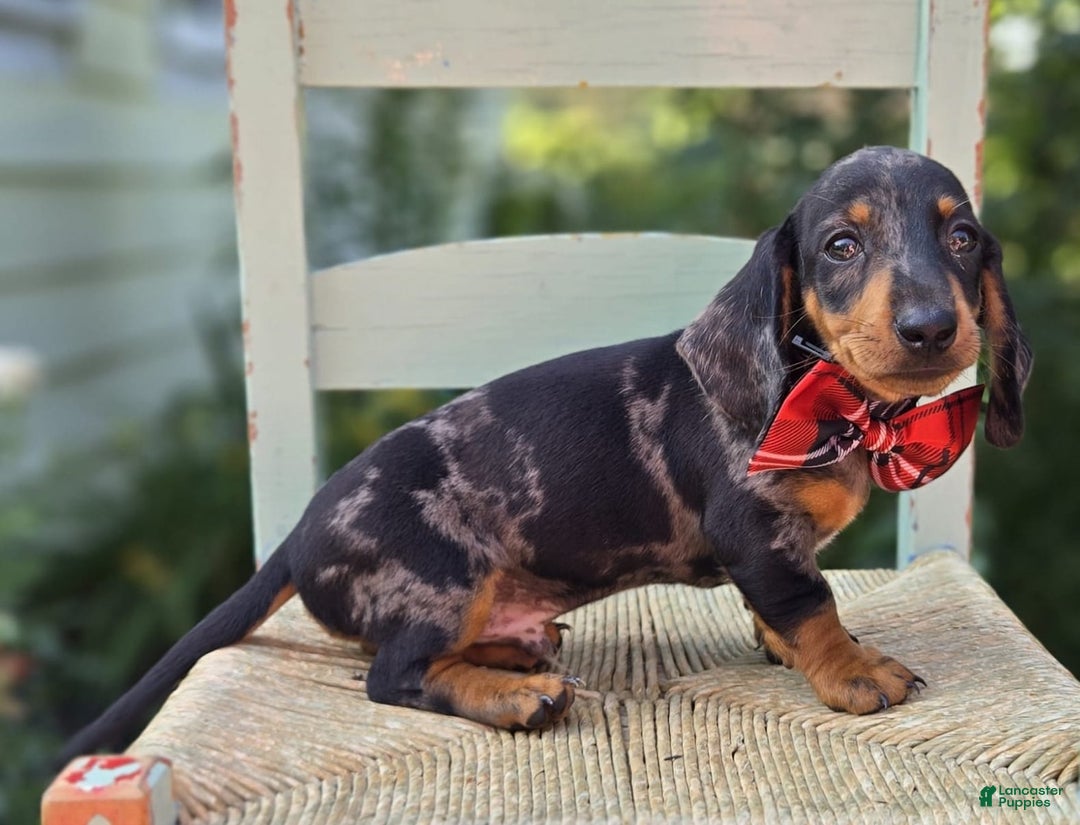 Miniature Dachshund dogs for sale: Kody - Image 3