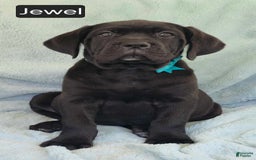 Cane Corso dogs for sale: Jewel - Image 1
