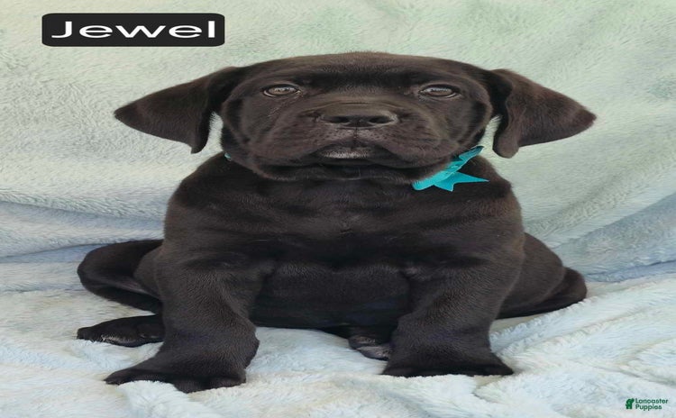 Cane Corso dogs for sale - Ad 3